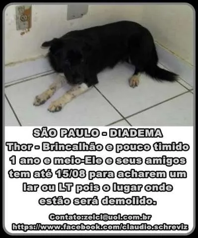 Cachorro ra a srd idade 1 ano nome thor