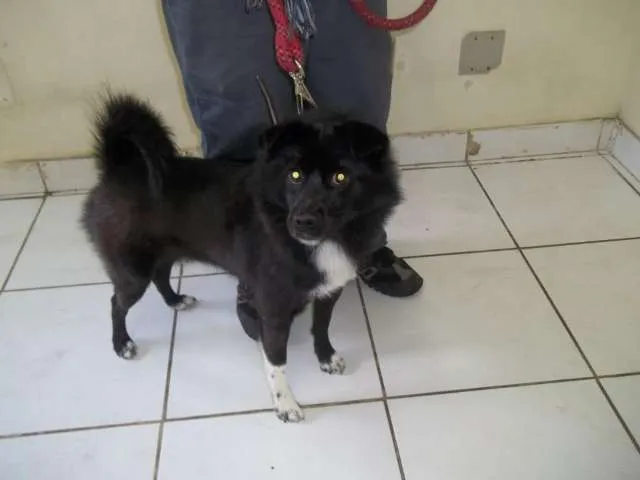 Cachorro ra a mestiço idade 4 anos nome preto