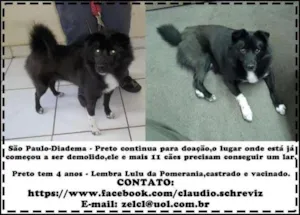 Cachorro raça mestiço idade 4 anos nome preto