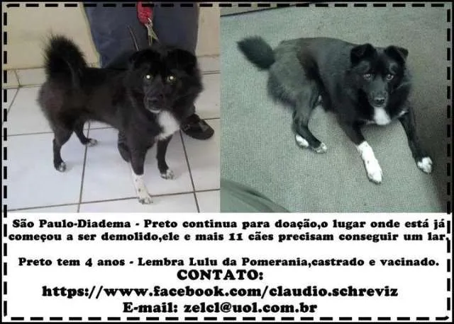 Cachorro ra a mestiço idade 4 anos nome preto