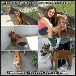 Cachorro raça Pit-Bull idade 6 ou mais anos nome Pit Lorenzo