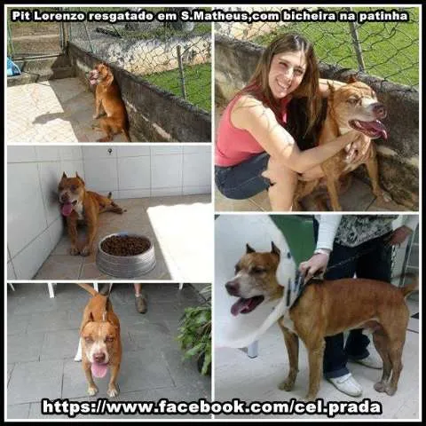 Cachorro ra a Pit-Bull idade 6 ou mais anos nome Pit Lorenzo