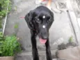 Mel