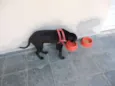 Mel