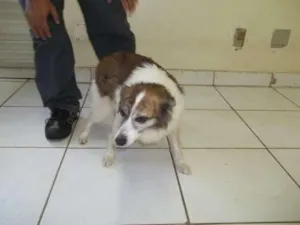 Cachorro raça SRD idade 1 ano nome lady