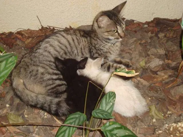 Gato ra a vira lata  idade 3 anos nome Liris 