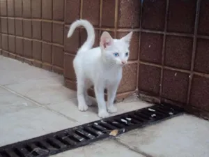 Gato raça vira lata  idade 2 a 6 meses nome Milka 