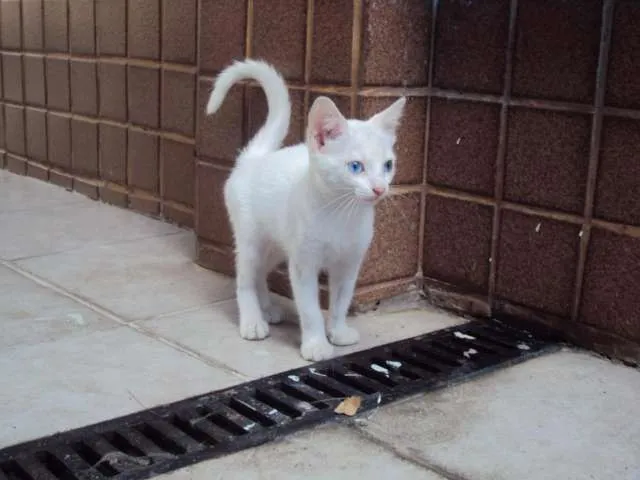 Gato ra a vira lata  idade 2 a 6 meses nome Milka 