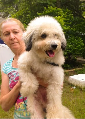 Cachorro ra a Poodle idade 2 anos nome Fred