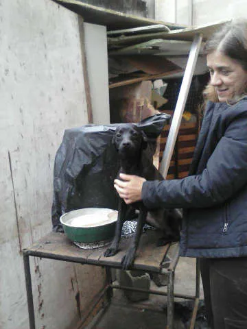 Cachorro ra a SRD idade 1 ano nome Babi