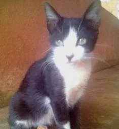 Gato raça SRD idade 7 a 11 meses nome Junior