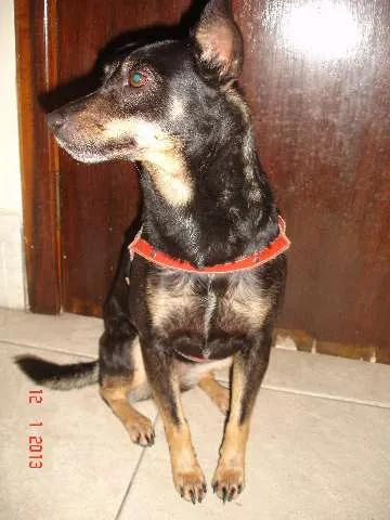 Cachorro ra a  idade  nome Não sabemos
