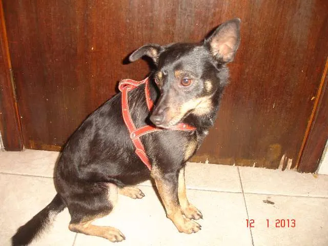 Cachorro ra a  idade  nome Não sabemos