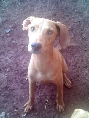 Cachorro raça SRD idade 7 a 11 meses nome Dudu