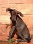 Bombom e Morena