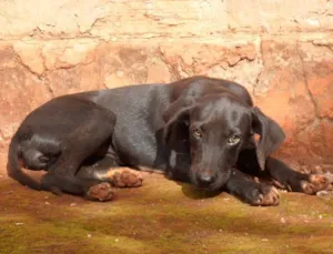 Cachorro raça SRD idade 2 a 6 meses nome Bombom e Morena