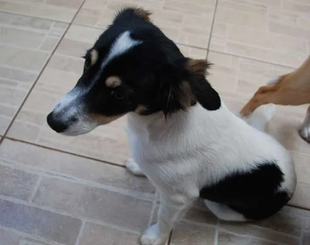 Cachorro ra a  idade 2 a 6 meses nome Pitiula