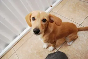 Cachorro raça  idade 2 a 6 meses nome Sunny