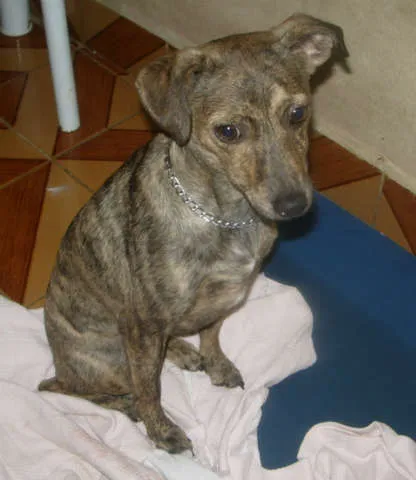 Cachorro ra a SRD idade 1 ano nome Milla