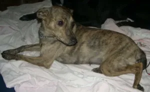 Cachorro raça SRD idade 1 ano nome Milla