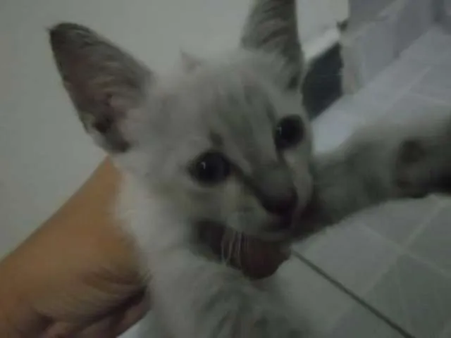 Gato raça Cianesa idade Abaixo de 2 meses nome Sem nome