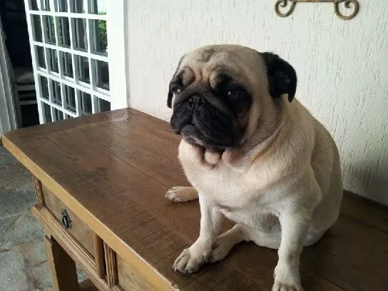 Cachorro ra a Pug idade 3 anos nome Catarina