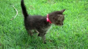 Gato raça  idade Abaixo de 2 meses nome Loop