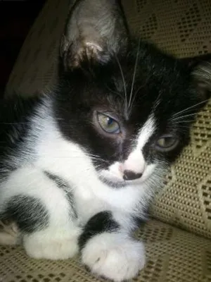 Gato raça SRD idade 2 a 6 meses nome Ukwon (mas pode tro