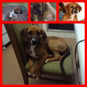 Cachorro raça SRD idade 2 a 6 meses nome Venus Branquinha