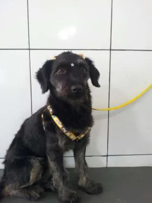 Cachorro raça SRD idade 1 ano nome Pitucha