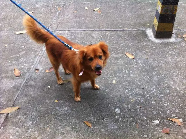 Cachorro ra a SRD idade 3 anos nome Bud