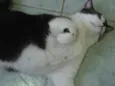 Giovanna