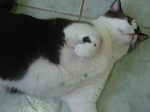 Gato ra a mestiça siames idade 5 anos nome Giovanna