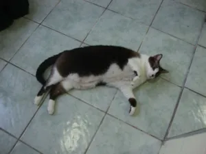 Gato raça mestiça siames idade 5 anos nome Giovanna