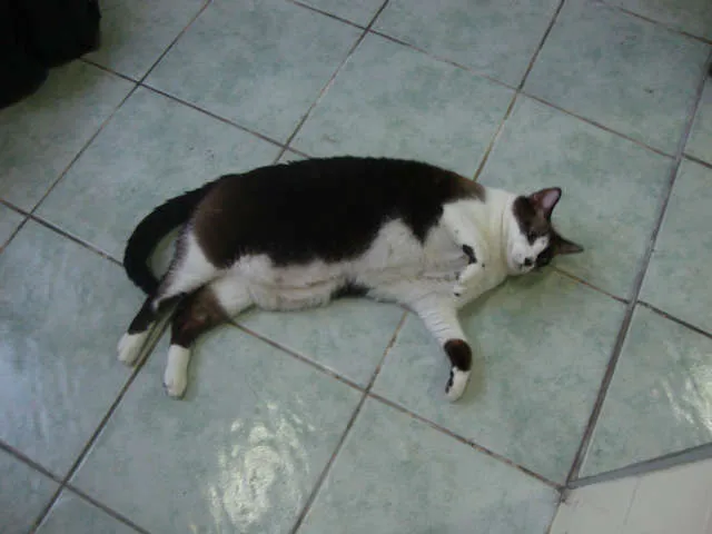 Gato ra a mestiça siames idade 5 anos nome Giovanna