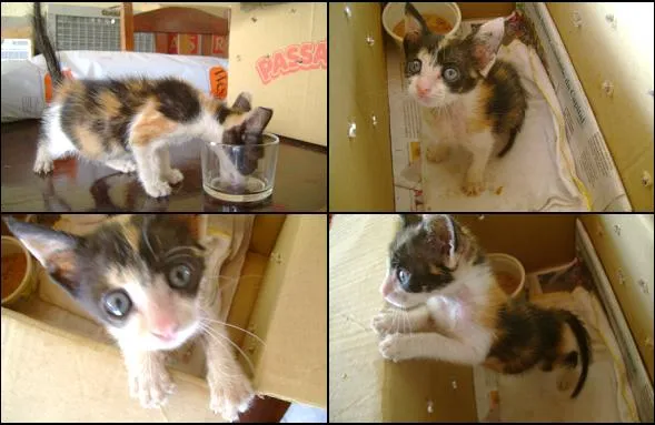 Gato ra a SRD idade Abaixo de 2 meses nome Nina