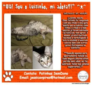 Gato raça SRD idade 2 a 6 meses nome Luisinho