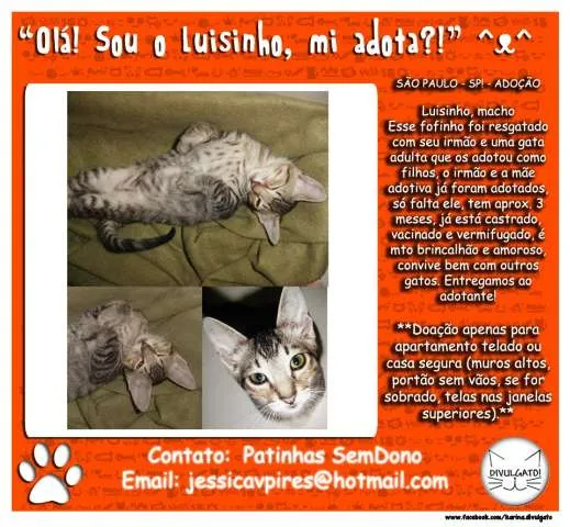 Gato ra a SRD idade 2 a 6 meses nome Luisinho