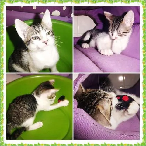 Gato ra a SRD idade 2 a 6 meses nome Mingau