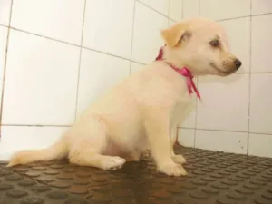 Cachorro raça SRD idade 2 a 6 meses nome xxxxxxxx