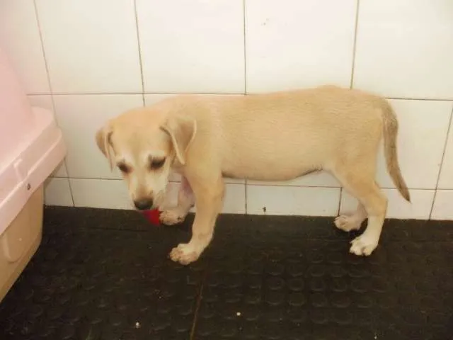 Cachorro raça SRD idade 2 a 6 meses nome xxxxxxxxx