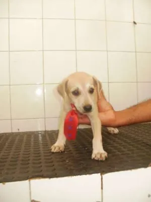 Cachorro raça SRD idade 2 a 6 meses nome xxxxxxxxx