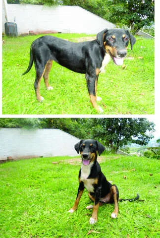 Cachorro ra a Indefinida idade  nome Preta