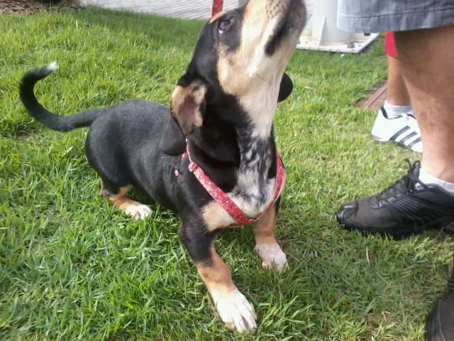 Cachorro ra a INDEFINIDA idade 1 ano nome Thailla