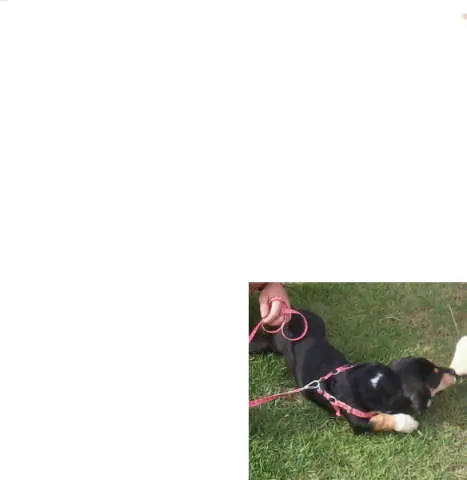 Cachorro ra a INDEFINIDA idade 1 ano nome Thailla