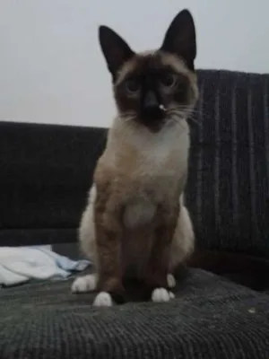 Gato raça Siames idade 7 a 11 meses nome Sem nome - encontrado