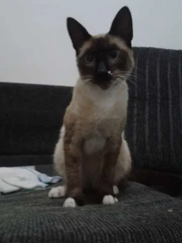 Gato ra a Siames idade 7 a 11 meses nome Sem nome - encontrado