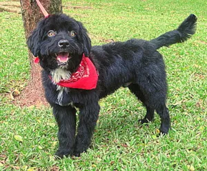 Cachorro raça mix de poodle idade 1 ano nome GUGA