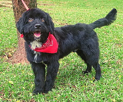 Cachorro ra a mix de poodle idade 1 ano nome GUGA