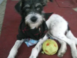 Cachorro raça SRD idade 2 anos nome Marcelinho